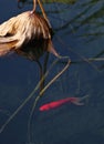 A red brocarded carp in lotus pool Royalty Free Stock Photo